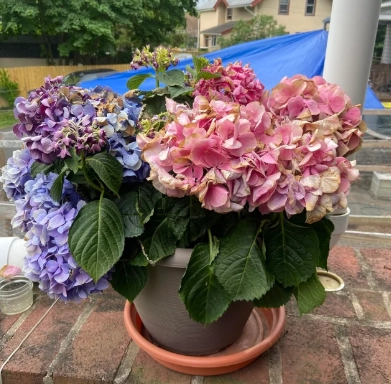 繡球花病害處理