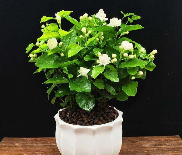 茉莉花養護