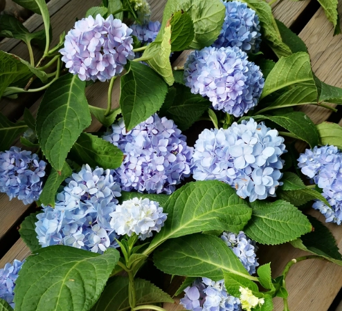 繡球花謝了處理