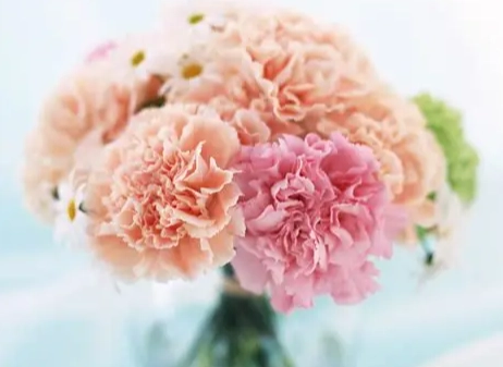 哥倫比亞康乃馨