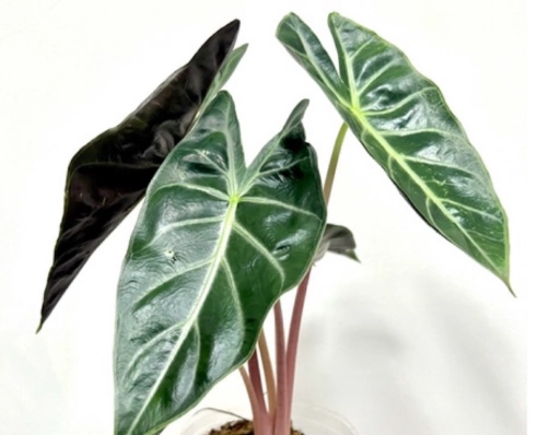 粉龍觀音蓮照顧