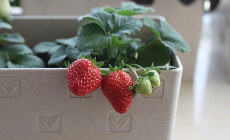 陽台種草莓