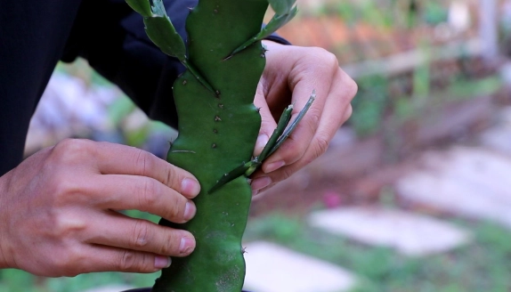 黃金果嫁接時間