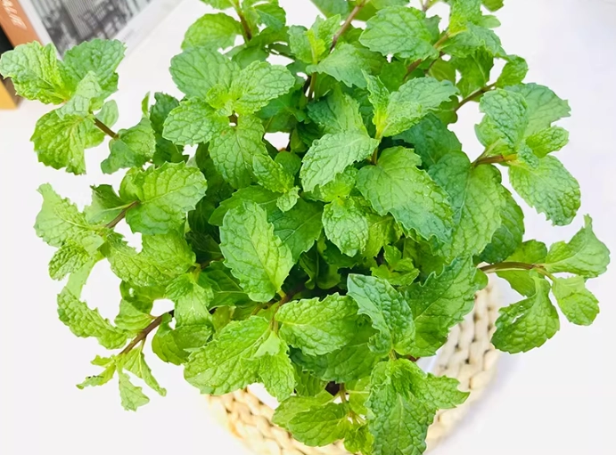 薄荷植物養護技巧