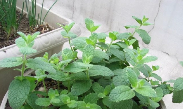 薄荷種植技巧