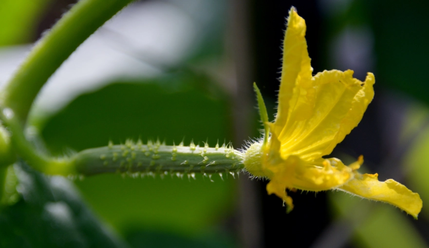 小黃瓜種植技巧
