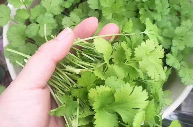 夏季香菜種植技巧