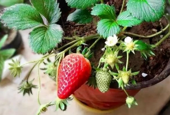草莓栽培步驟