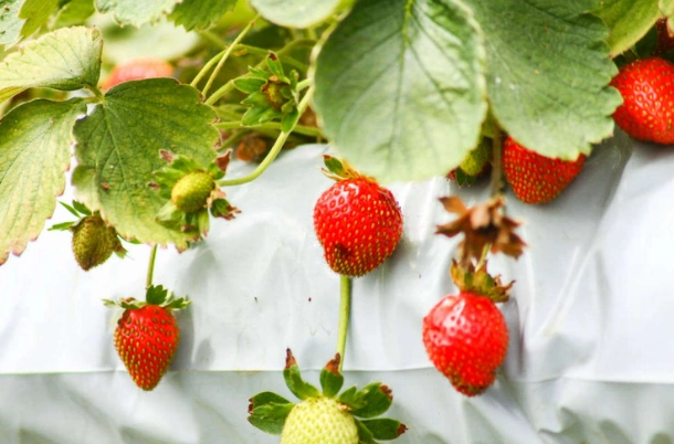 草莓種植方法