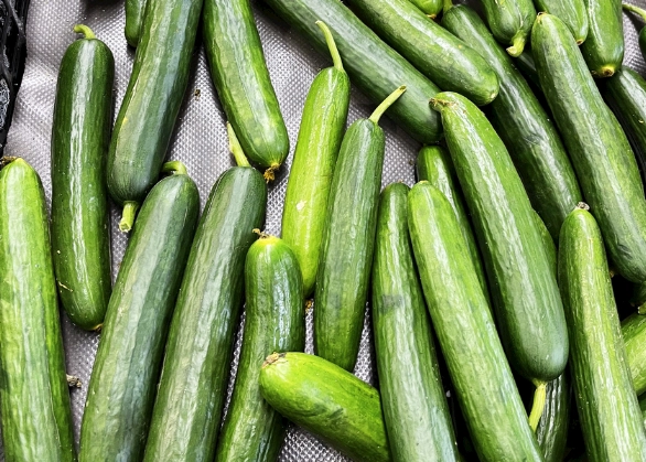 小黃瓜種植季節