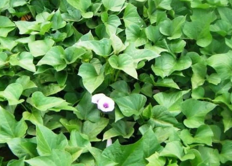 地瓜葉開花條件
