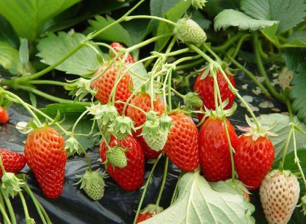 草莓種植方法