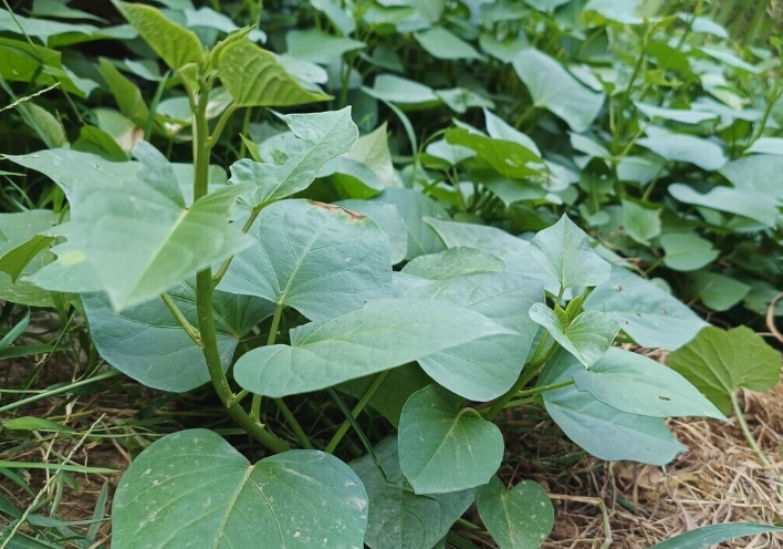 地瓜葉開花條件