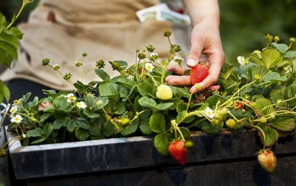 草莓種植技巧
