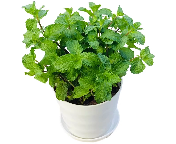 薄荷盆栽種植方法