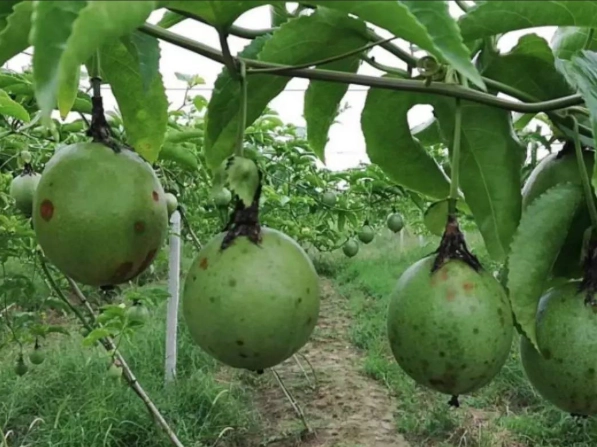 百香果生長頻率