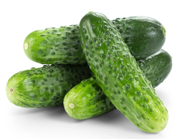 台灣小黃瓜栽培