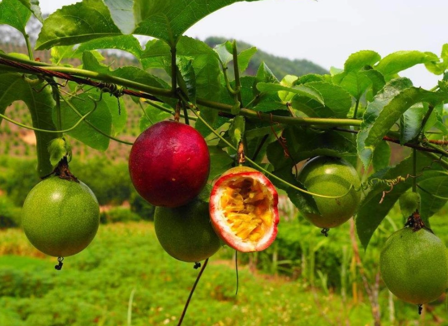 百香果保存方法