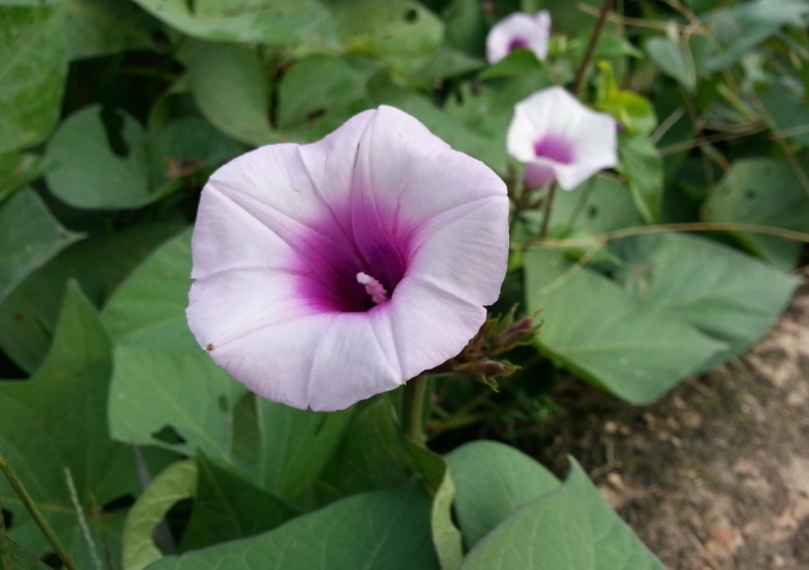 地瓜葉開花