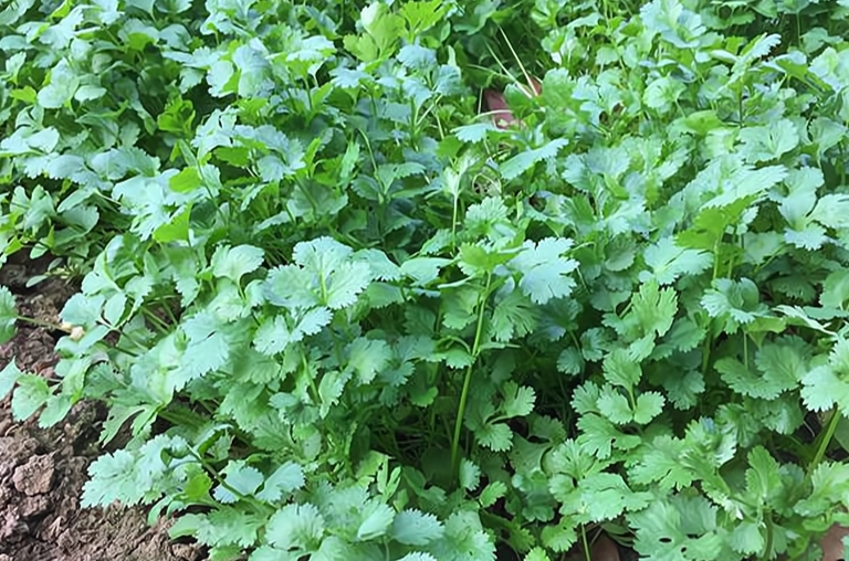 盆栽香菜用土