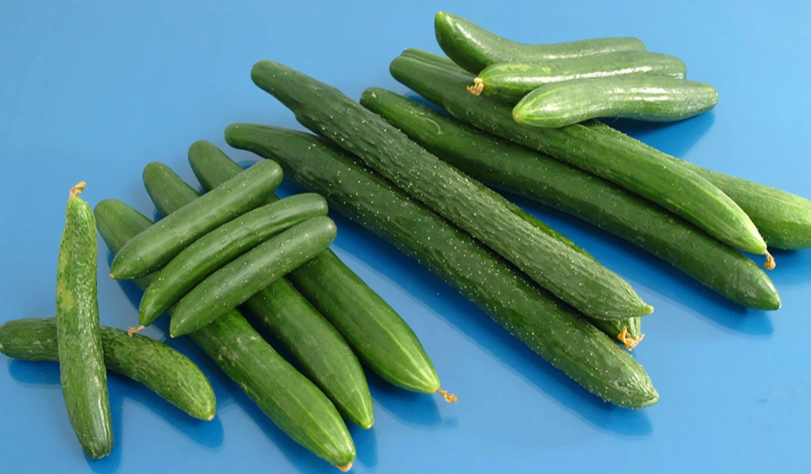 台灣南部小黃瓜栽培