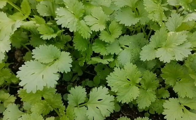 耐熱芫荽種植方法