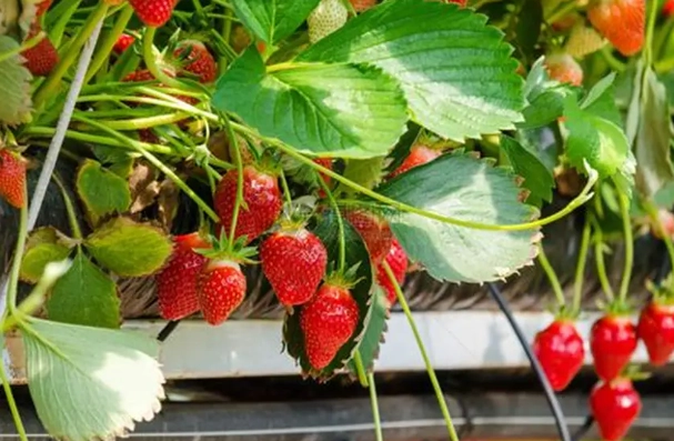 草莓種植方法