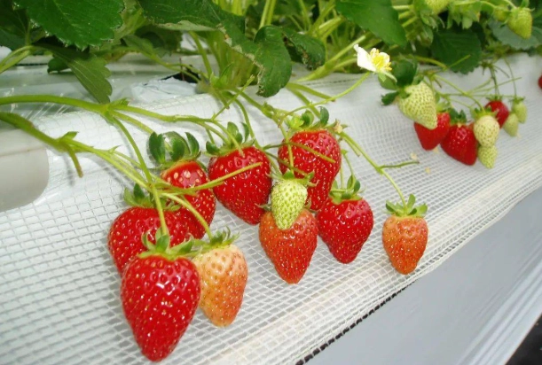 草莓栽培秘訣
