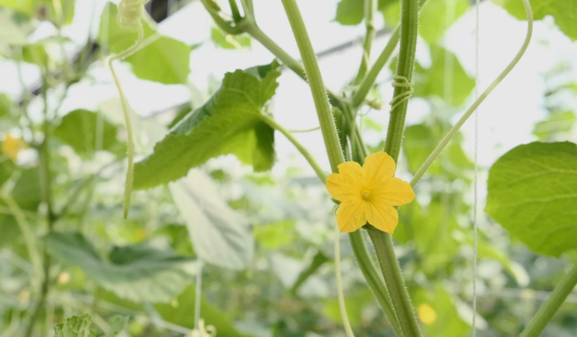 小黃瓜栽培技巧