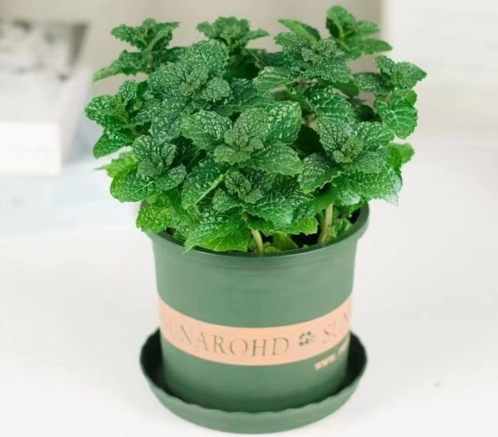 薄荷植物養護技巧
