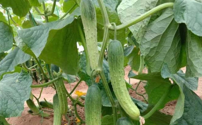 小黃瓜病蟲害防治