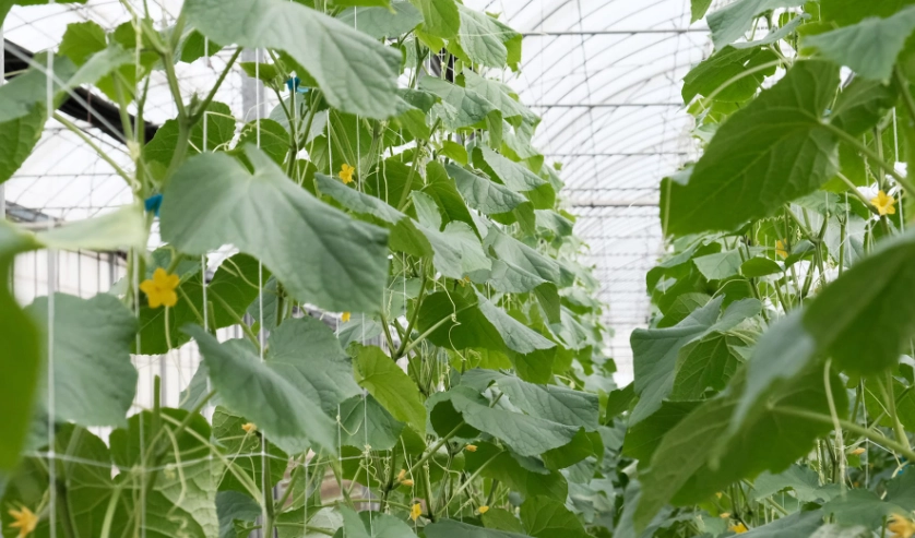 小黃瓜栽培技巧