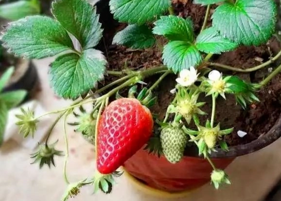 草莓栽培秘訣