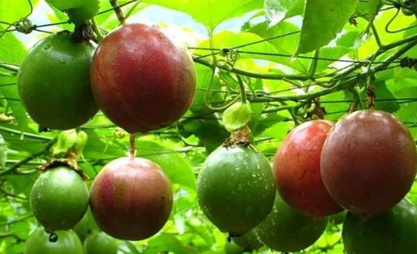 百香果一年收成幾次