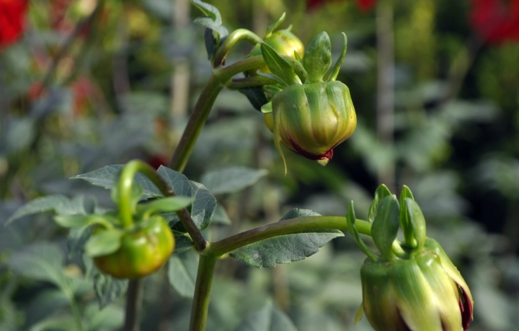 地瓜葉開花條件