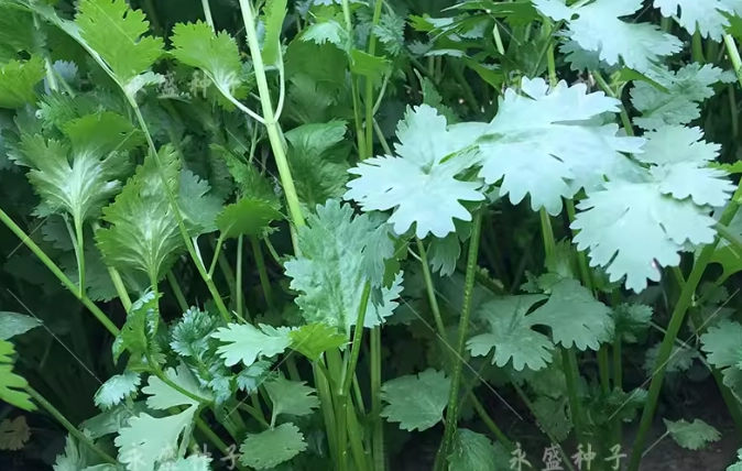 芫荽耐熱品種