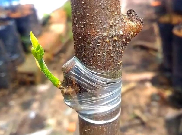 黃金果嫁接方法