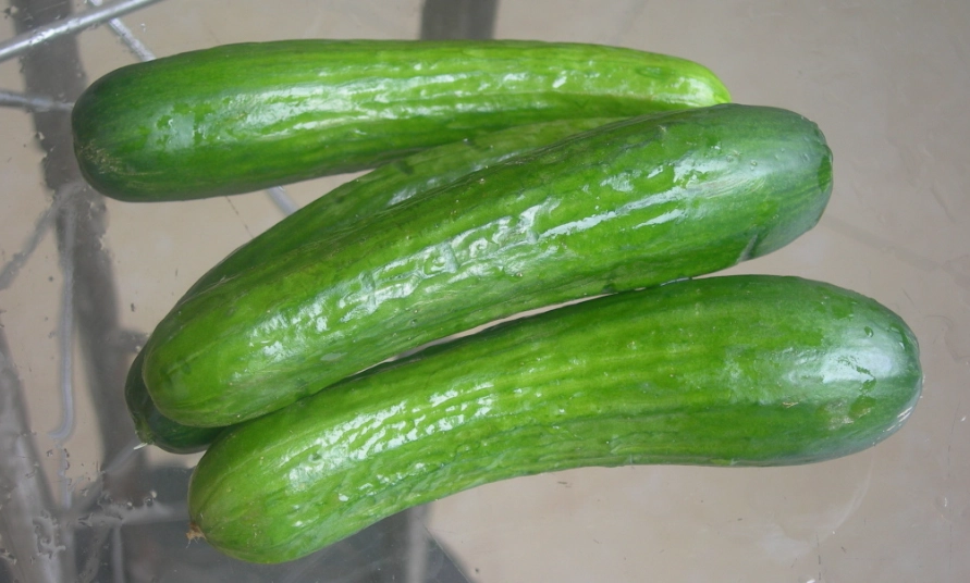 小黃瓜種植季節