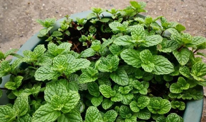 薄荷種植技巧