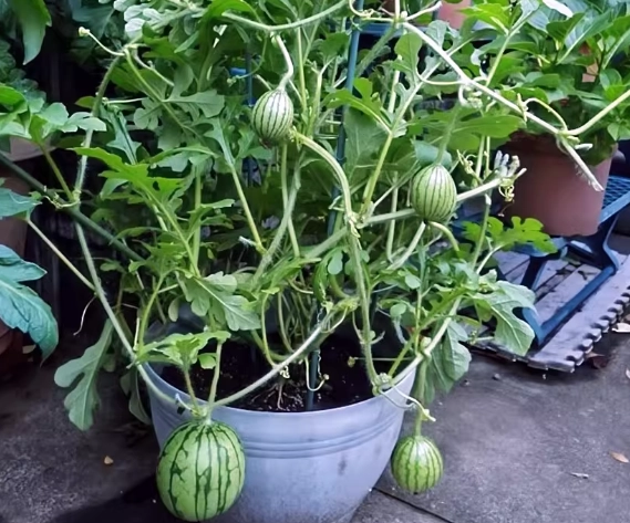 盆栽櫛瓜技巧 盆栽櫛瓜技巧