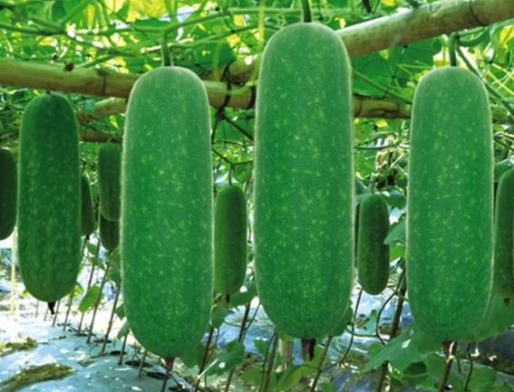 節瓜種植技巧