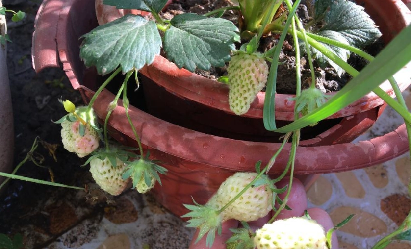 陽台種草莓技巧