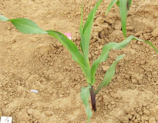 玉米側芽處理 玉米側芽處理