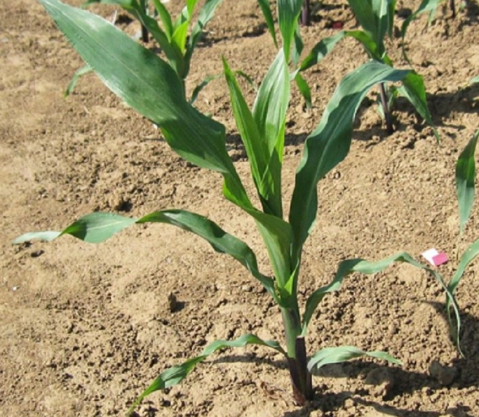 玉米側芽影響 玉米側芽影響