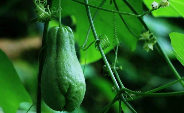 陽台種櫛瓜 陽台種櫛瓜