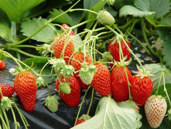 草莓種植技巧