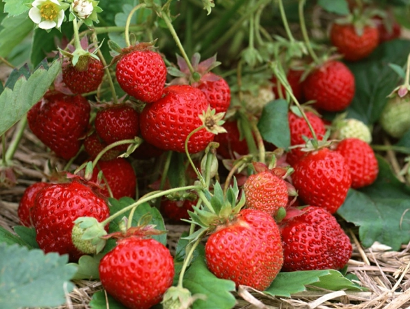 草莓種植技巧