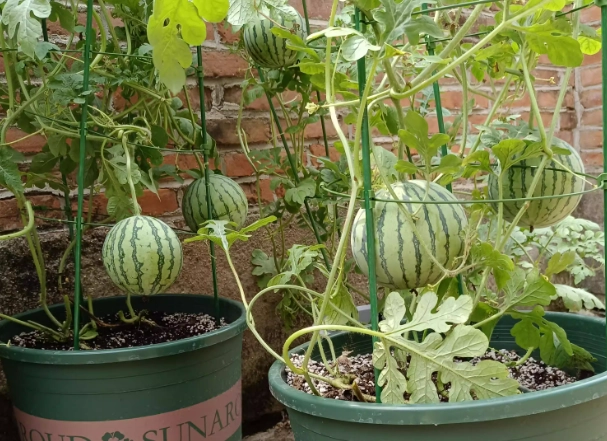陽台種櫛瓜 陽台種櫛瓜