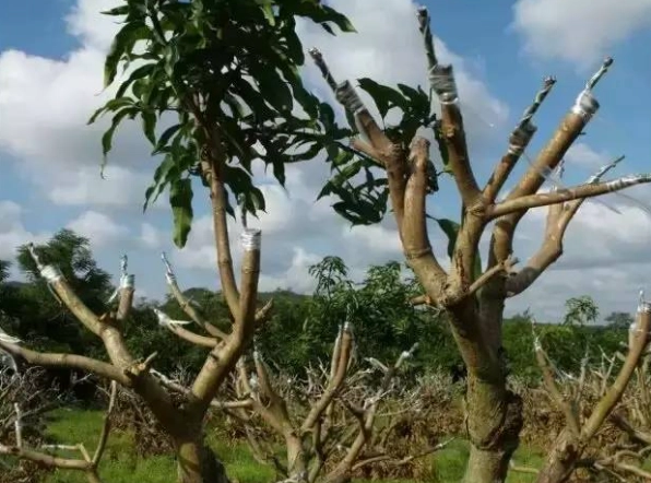 芒果嫁接技術