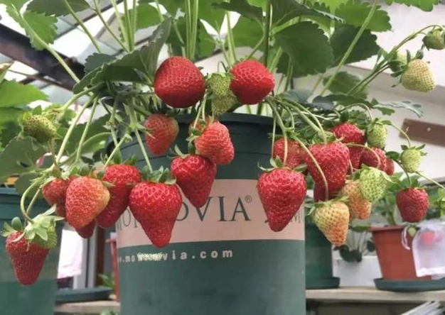 草莓盆栽種植